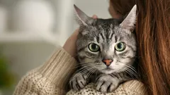 猫が私たちをどのように聞き、見ているか:最初の数秒から驚かせるシミュレーション