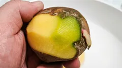 緑色のジャガイモ：食べても大丈夫？なぜ緑色になるの？