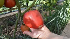 手間いらずでトマトのサイズを2倍にする方法：ある微量元素が苗に驚きの効果