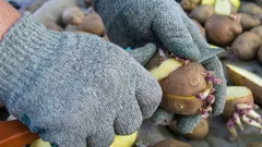 ジャガイモを切り分けて植えてもいい？家庭菜園でできる意外な節約術