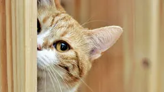 猫が飼い主を無視する理由：愛猫が言うことを聞かない6つの原因