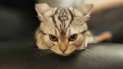 直すのは難しい：子猫を野良猫のように荒れさせてしまう致命的なしつけの間違い