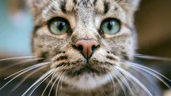 思っていた以上に：猫のヒゲは何本あるべき？