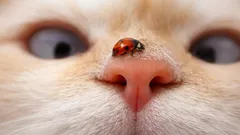 なぜ猫の鼻の模様はそれぞれ異なるのか?その答えは驚くべきものかもしれません