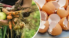 台所の宝物が菜園で奇跡を起こす：普通の廃棄物が収穫を救う方法