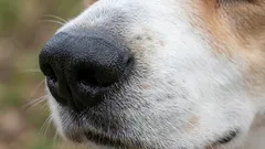 しつけが最も簡単な犬種:専門家が「最も頼れる友達」を発表