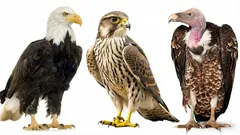 脳力を試そう：30秒でこれらの猛禽類の名前を言える？