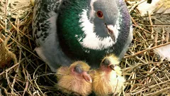 なぜ私たちは鳩の雛を見かけないのか：鳥類学者がその真の原因を明らかにした