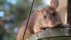 堆肥をネズミから守る方法:追加すべきでないものと実際に効果的な対策