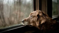 犬があなたがすぐに戻ってくることを知っている方法：あなたが気づく前に犬が気づく4つのサイン