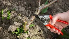 これらの植物は必ず3月に剪定する必要があります – 園芸家が10種類のリストを作成しました