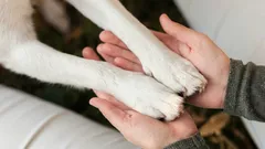 犬が飼い主に前足を乗せるのはただのしぐさではない：ドッグトレーナーが明かす本当の意味