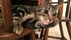 猫は本当は何を考えているのか：動物学者が「ヒゲ族」それぞれの1日の予定を明かす