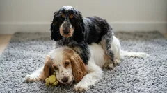 四本足の友達の写真:散歩の後で遊ぶ愛犬たち